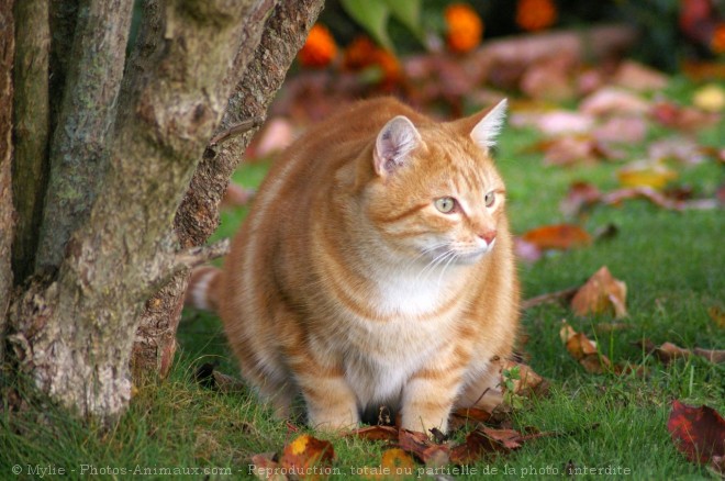 Photo de Chat domestique