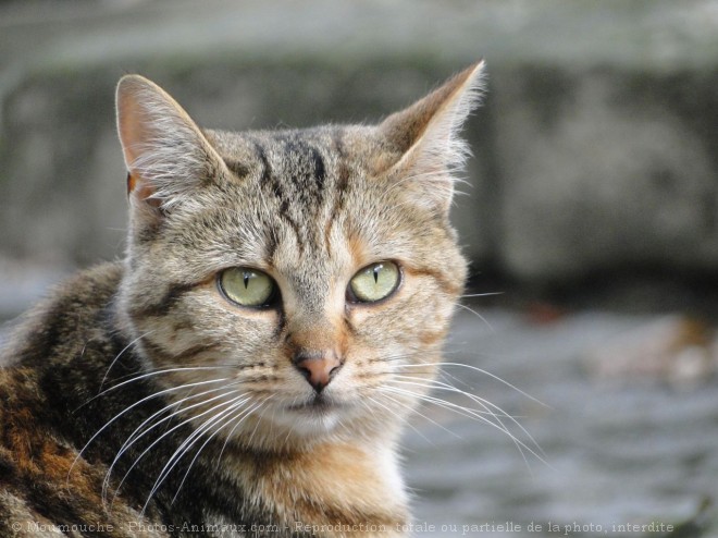 Photo de Chat domestique