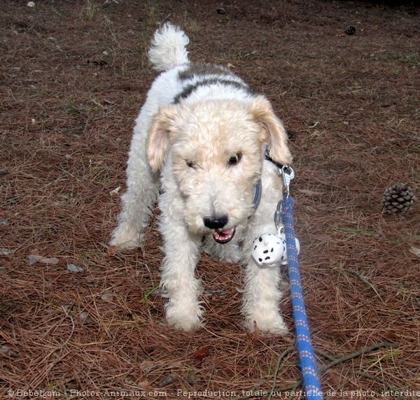 Photo de Fox terrier  poil dur