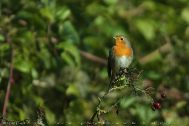 Photo de Rouge gorge