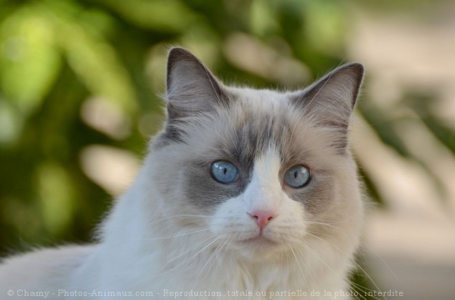 Photo De Ragdoll Caline N 5656 Sur Photos Animaux Com