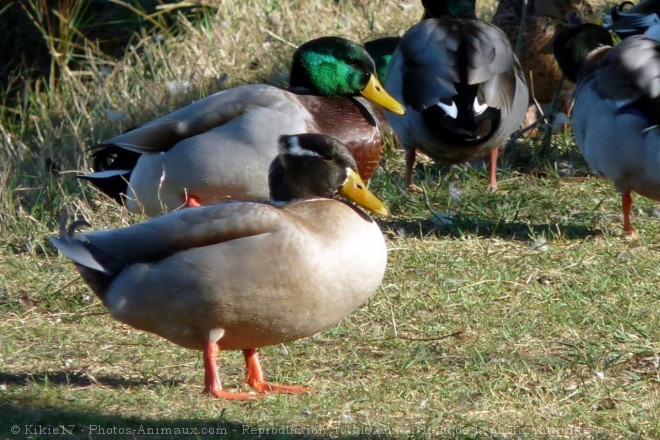 Photo de Canard colvert