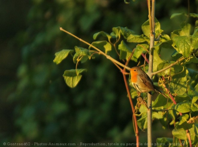 Photo de Rouge gorge