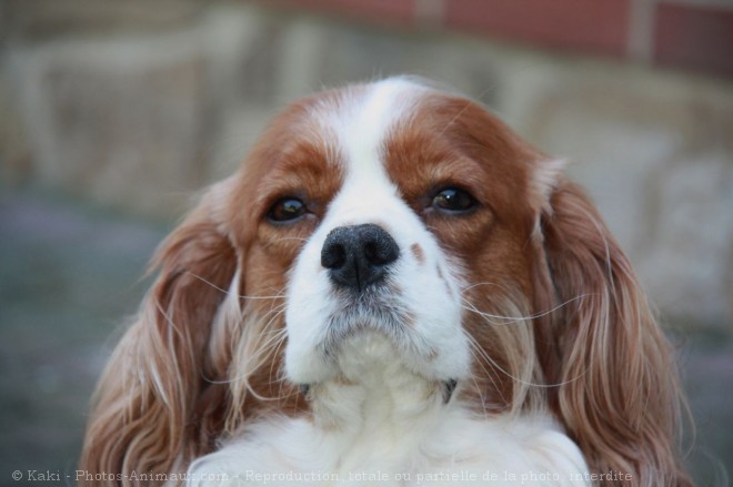 Photo de Cavalier king charles spaniel