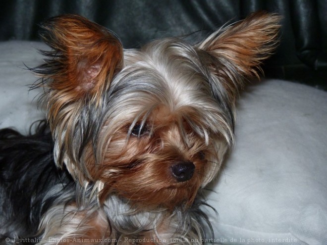 Photo de Yorkshire terrier