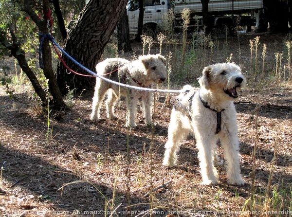 Photo de Fox terrier  poil dur