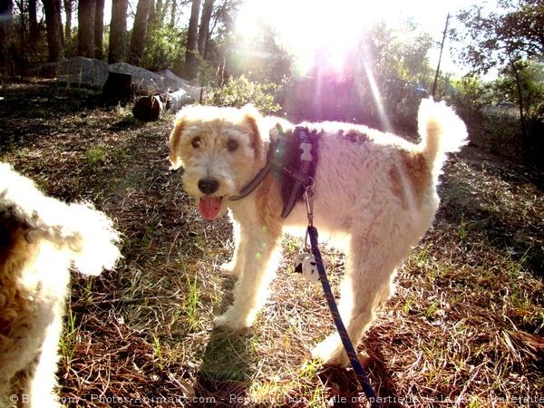 Photo de Fox terrier  poil dur