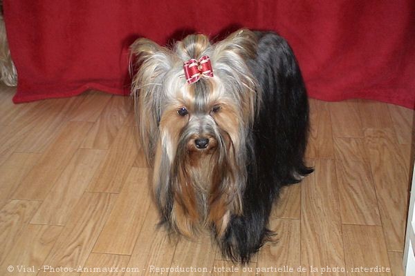 Photo de Yorkshire terrier