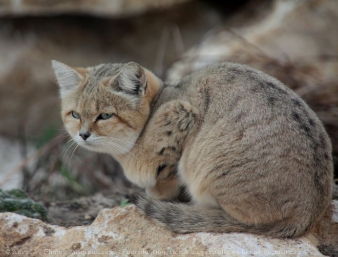 Photo de Chat des sables