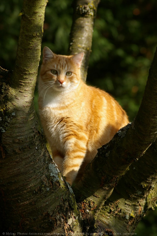 Photo de Chat domestique