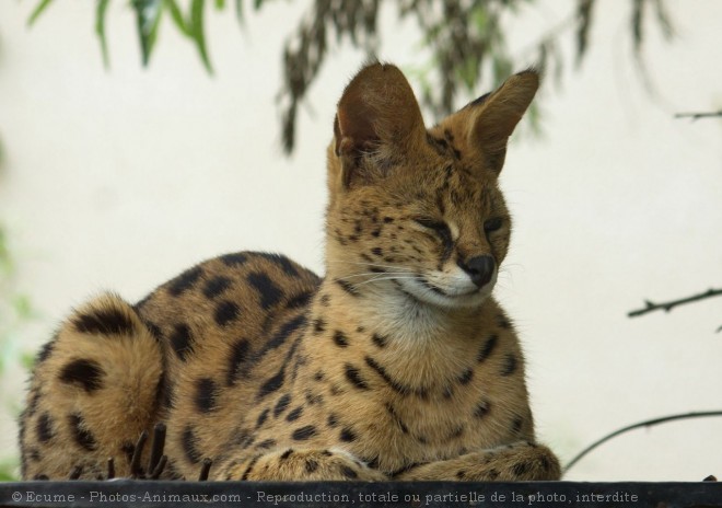 Photo de Serval