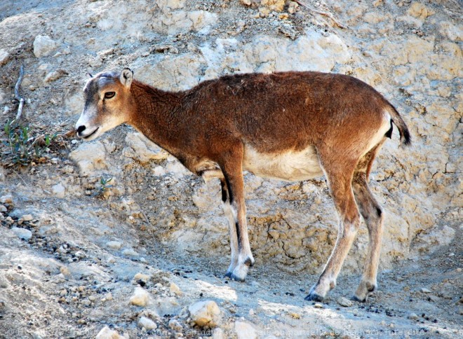 Photo de Mouflon