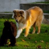 Photo de Races diffrentes