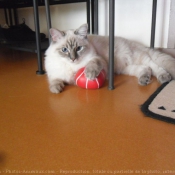 Photo de Ragdoll