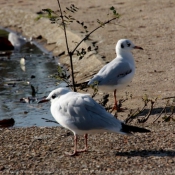 Photo de Mouette