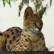 Photo de Serval