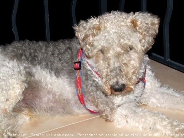 Photo de Fox terrier  poil dur