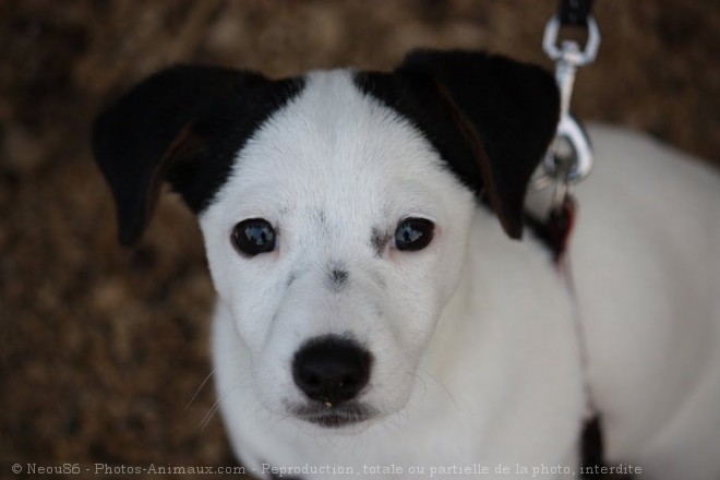 Photo de Jack russell terrier