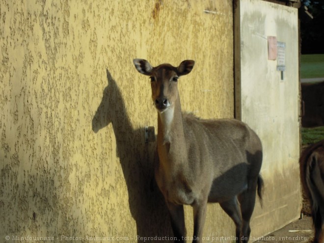 Photo de Nilgaud