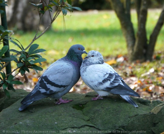 Photo de Pigeon