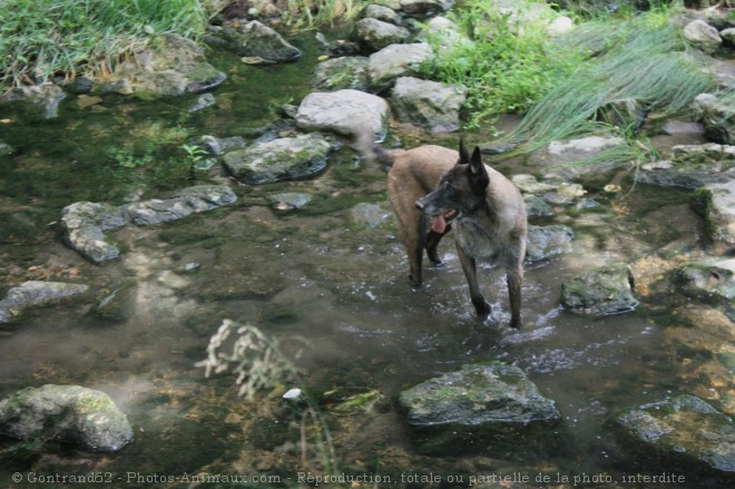 Photo de Berger belge malinois