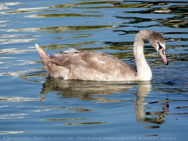 Photo de Cygne