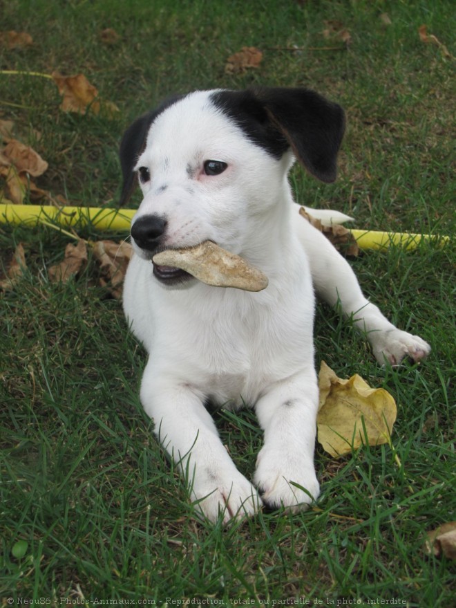 Photo de Jack russell terrier