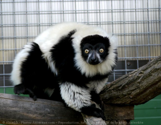 Photo de Lmurien - maki vari noir et blanc