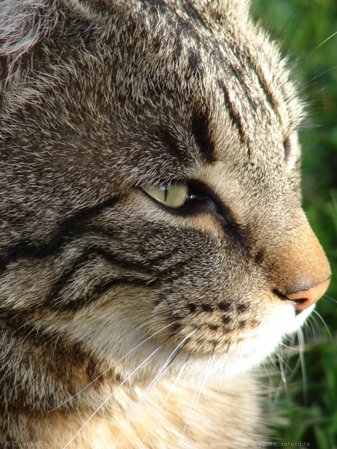 Photo de Chat domestique