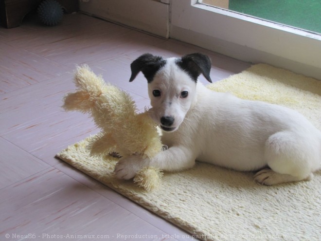 Photo de Jack russell terrier