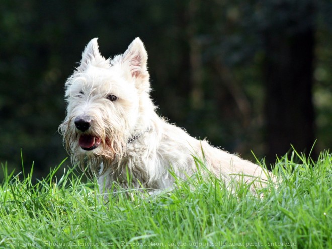 Photo de Scottish terrier