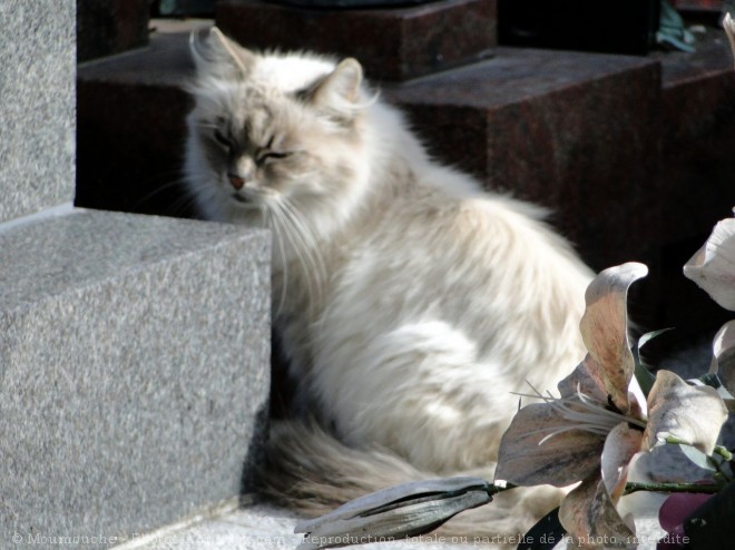 Photo de Chat domestique