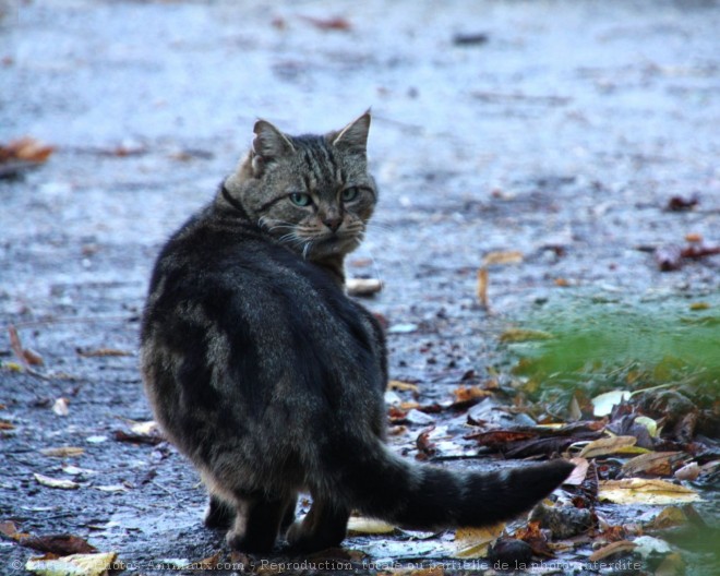 Photo de Chat domestique