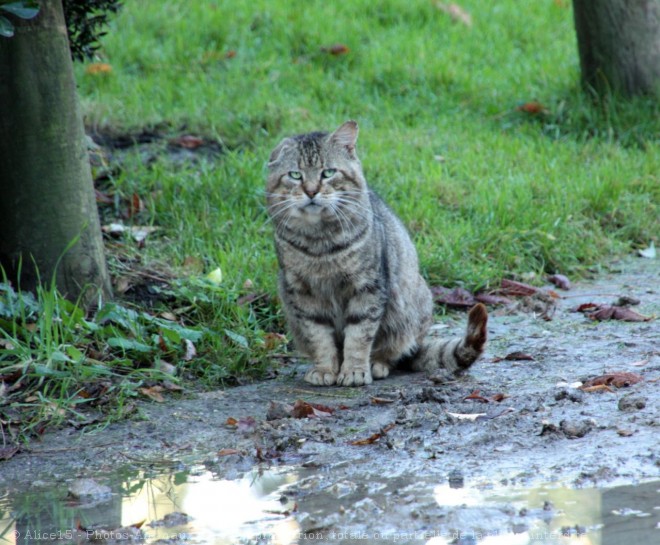 Photo de Chat domestique