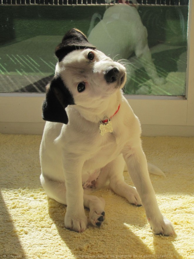 Photo de Jack russell terrier