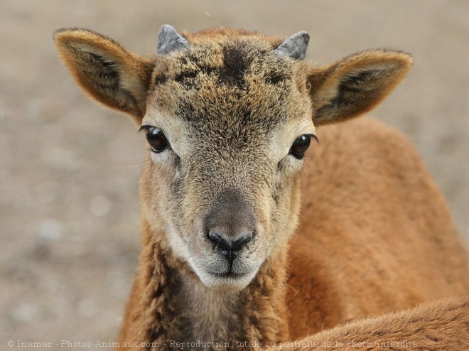 Photo de Mouflon