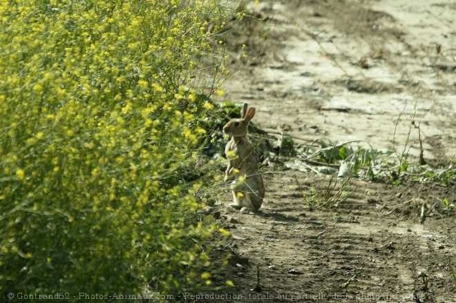 Photo de Lapin