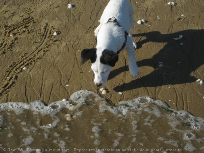 Photo de Jack russell terrier