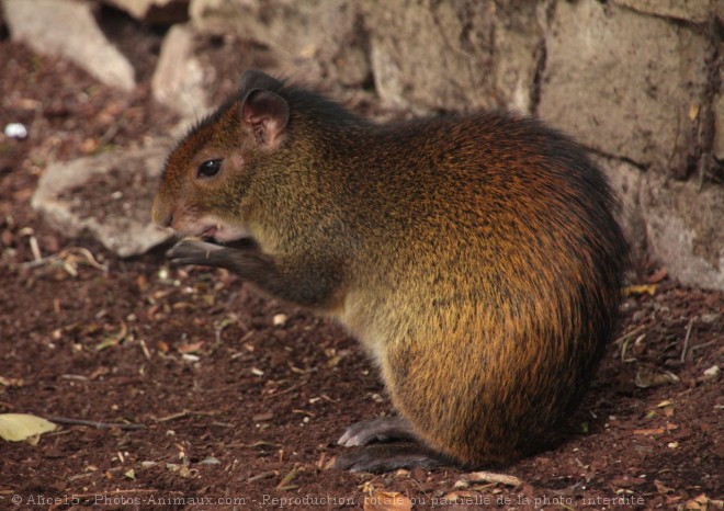 Photo d'Agouti