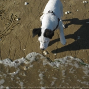 Photo de Jack russell terrier