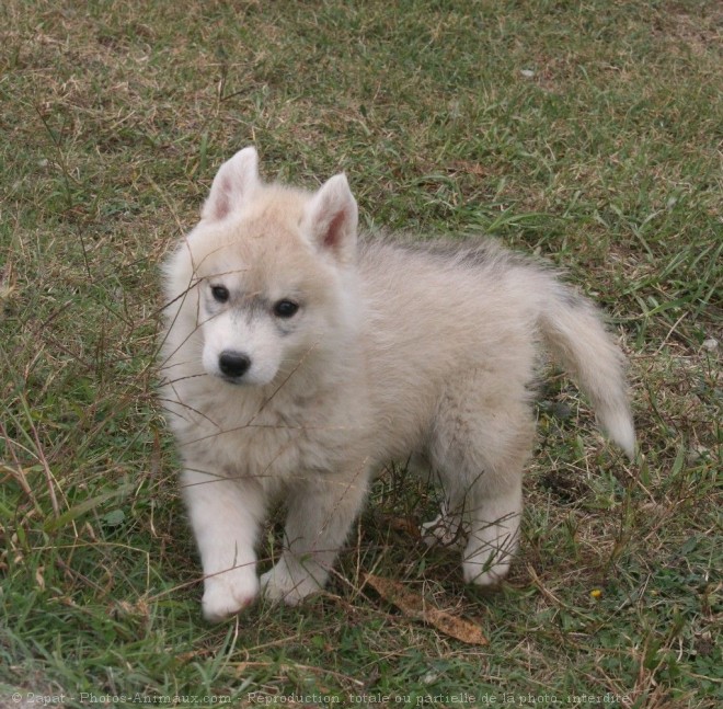 Photo de Husky siberien