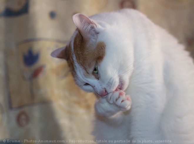 Photo de Chat domestique