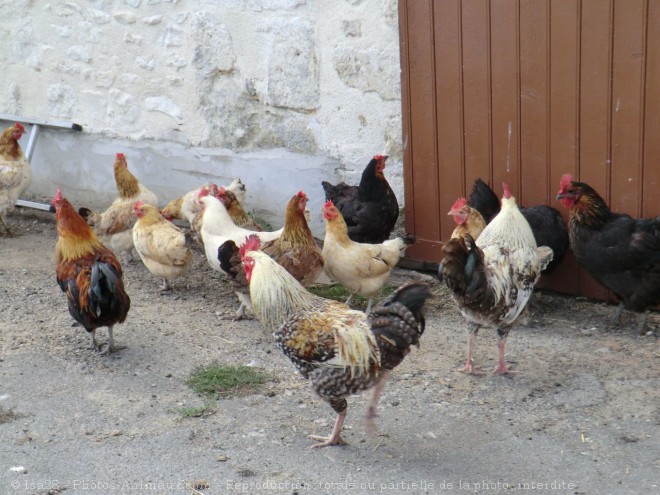 Photo de Poule