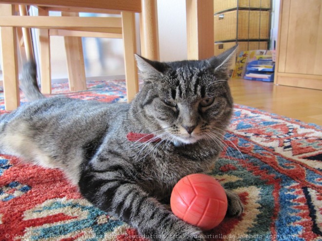 Photo de Chat domestique