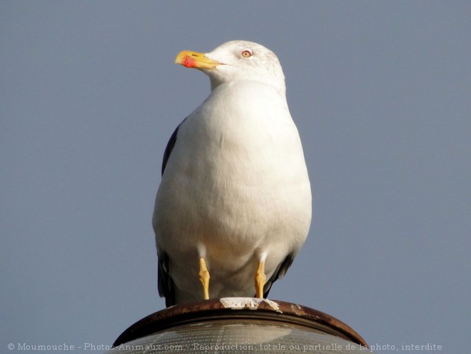 Photo de Goeland