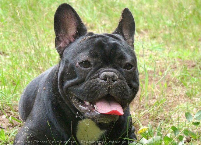 Photo de Bouledogue franais