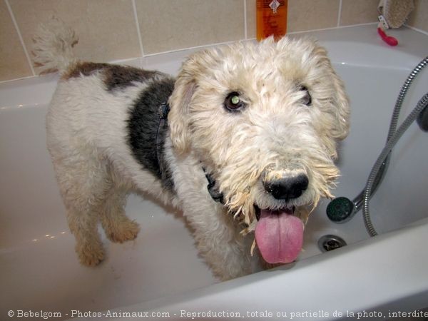 Photo de Fox terrier  poil dur