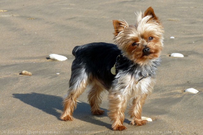 Photo de Yorkshire terrier