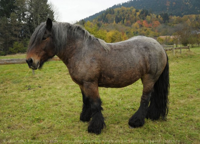 Photo d'Ardennais