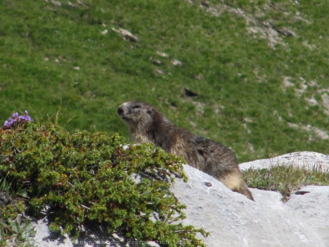 Photo de Marmotte